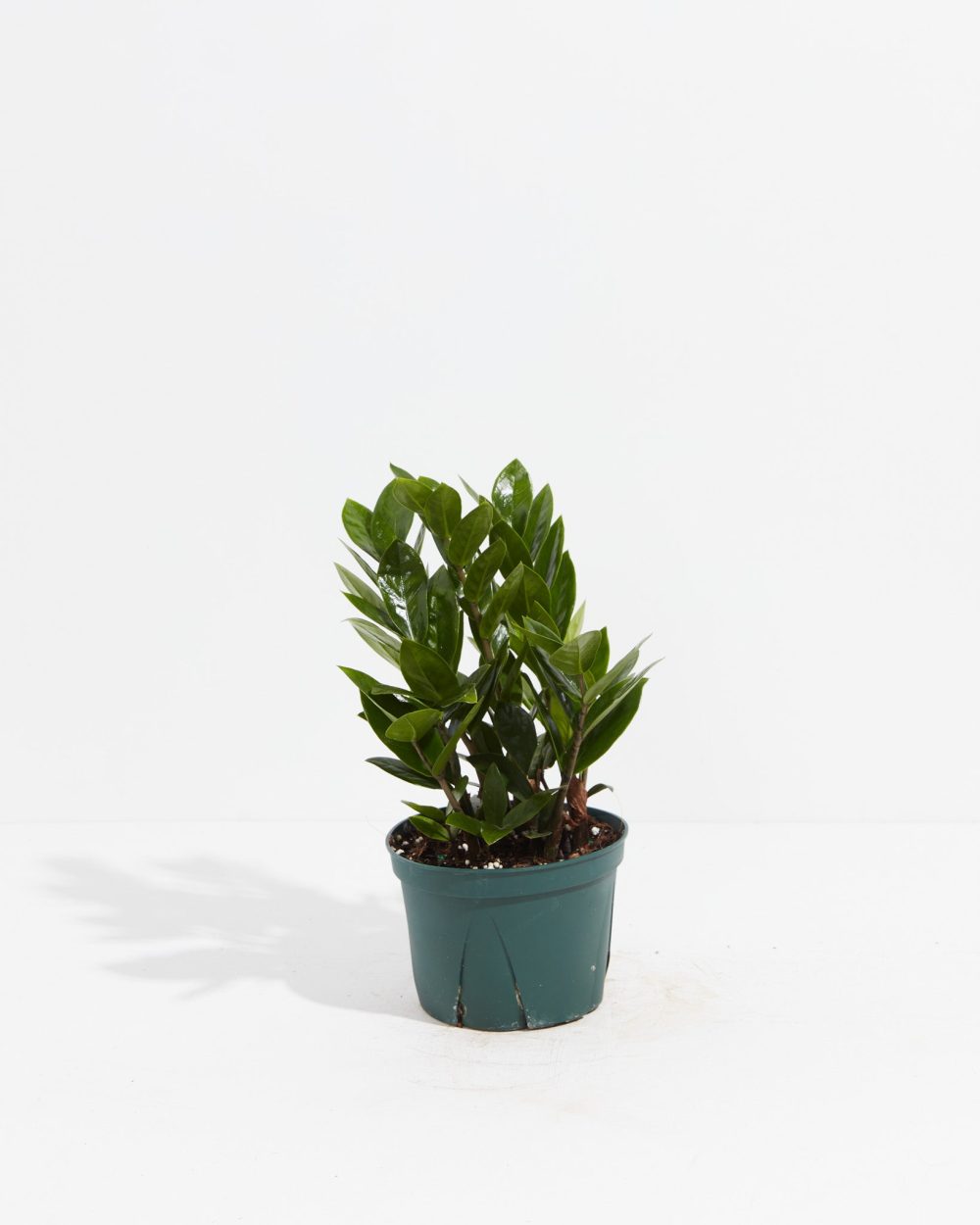 ZZ Plant - Image 7