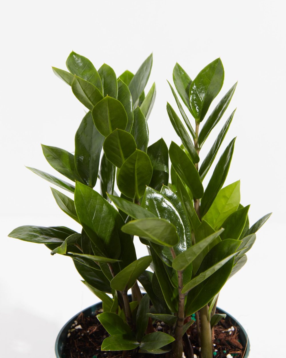 ZZ Plant - Image 2