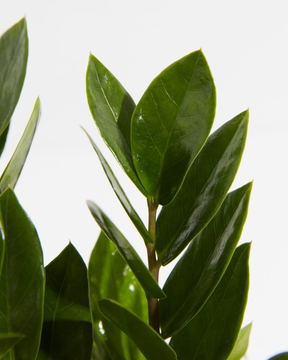 ZZ Plant - Image 3