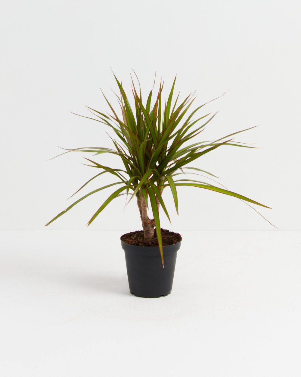 Dracaena Marginata (Dragon Tree Plant) - Image 10